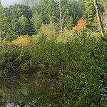 Grogan Creek in Pickelsimer Fields