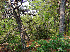 Looking Glass Forest