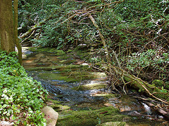 Along the Foothills Trail