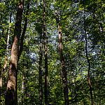 Forest on the North Face Trail