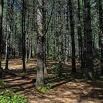 Pine Forest Cat Gap Trail
