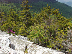 Shining Rock Pinnacle