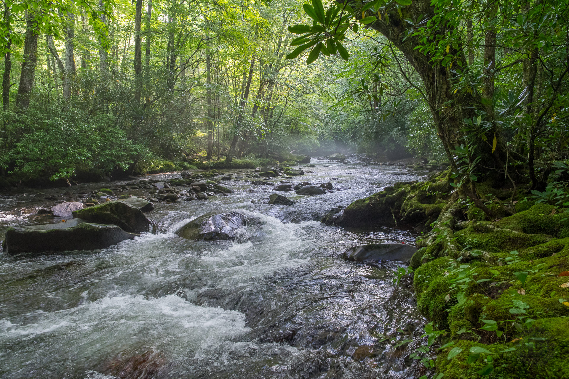 Bradley Fork and Smokemont Loop Trails, Great Smoky Mountains National Park...