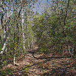 Mountain Laurel on Squirrel Gap Trail