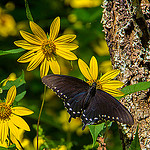 Black Swallowtail on Rudbeckia