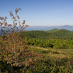 Western Slope of Max Patch