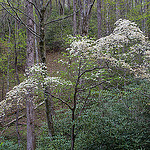 Wild Dogwood