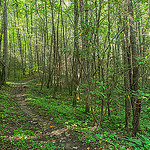 Caldwell Fork Trail Winds Through Cataloochee