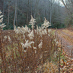 Foggy Mountains to Sea Trail