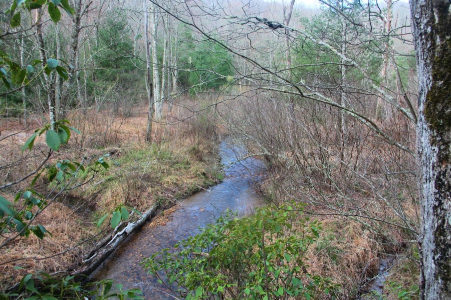 Meanderthals Spencer Branch and Trace Ridge on Coffee Pot Mountain, Pisgah National Forest