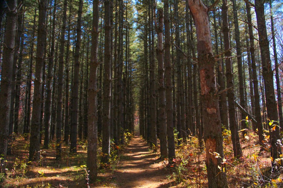 Meanderthals Pilot Rock Trail, Pisgah National Forest