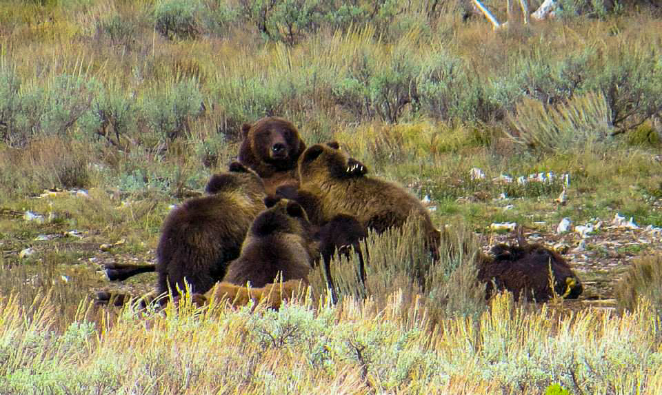 399 and her cubs - Photo by Dave Landreth