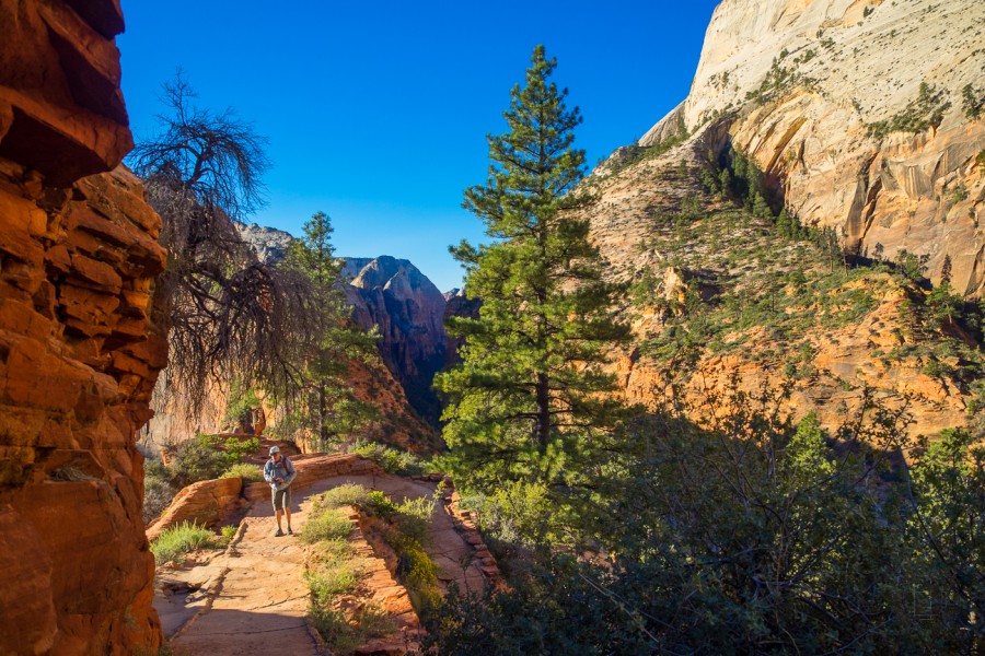 Meanderthals | Angels Landing and West Rim Trail, Zion National Park