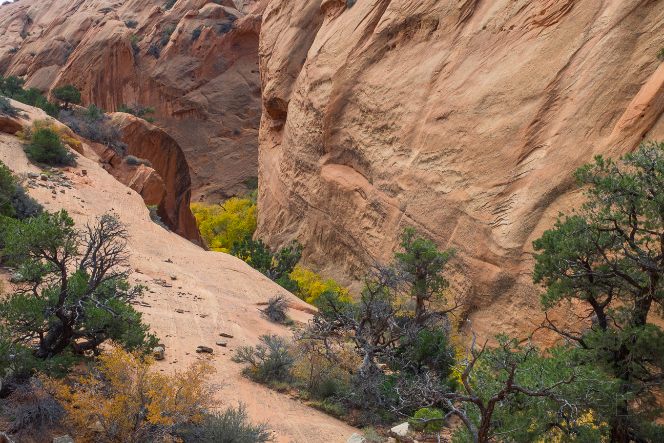 Meanderthals | Upper Muley Twist Canyon, Capitol Reef National Park