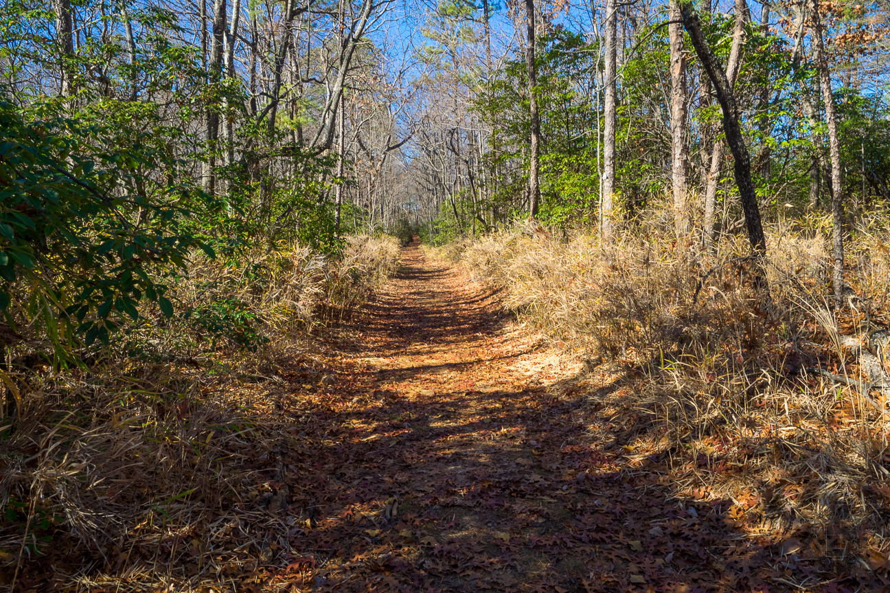 The trail along the Oconee Passage is extremely well maintained, as this stretch along the old Station Mountain Road testifies. Notice the switch cane that lines both sides of the pathway.