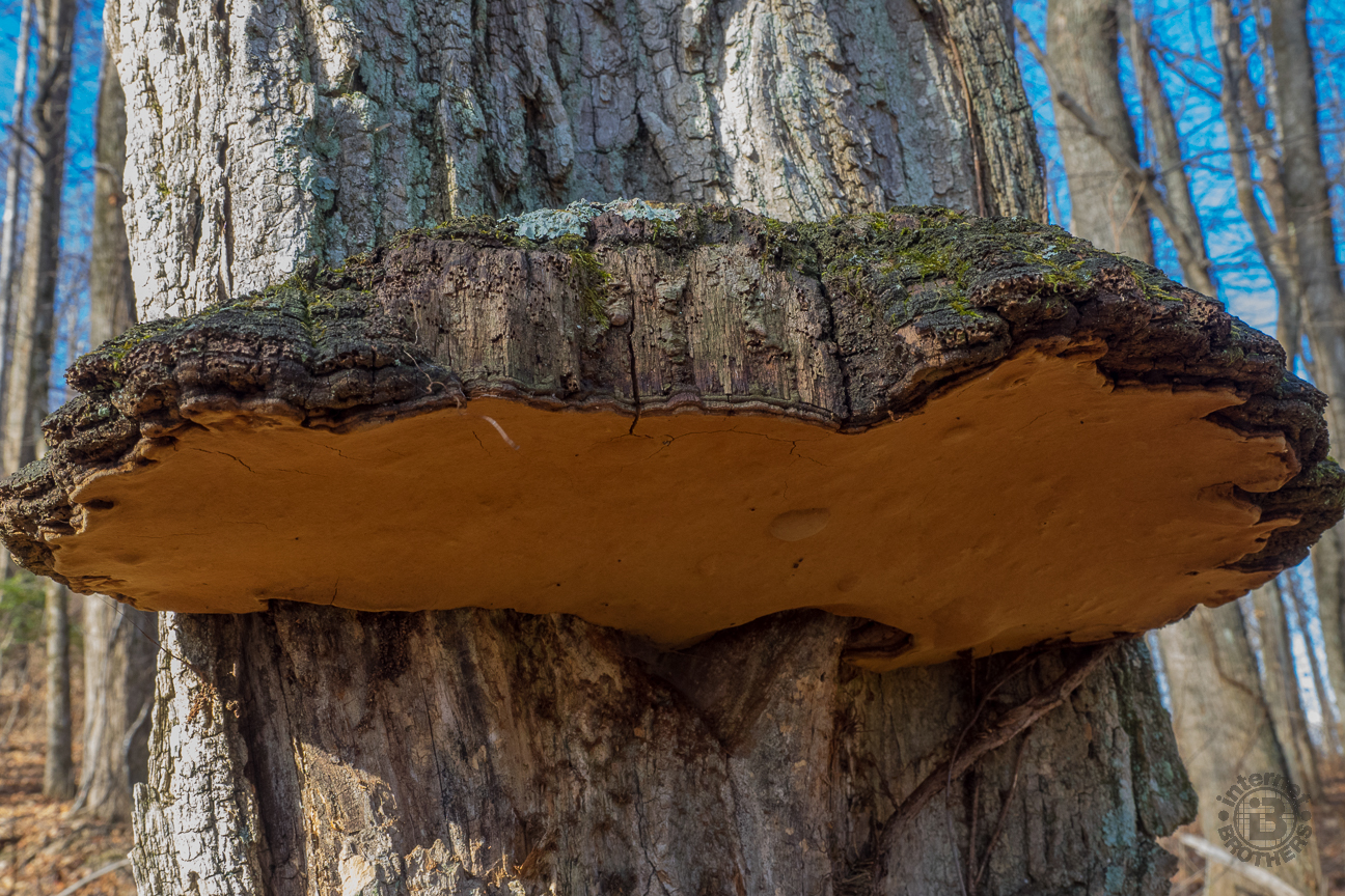 OK botanists out there. Is the large growth on the tree a burl, or is it a very large hoof conk fungus? If you know, please share in the comments at the bottom of the post. Whatever it is, we were fascinated, and stared for several minutes.