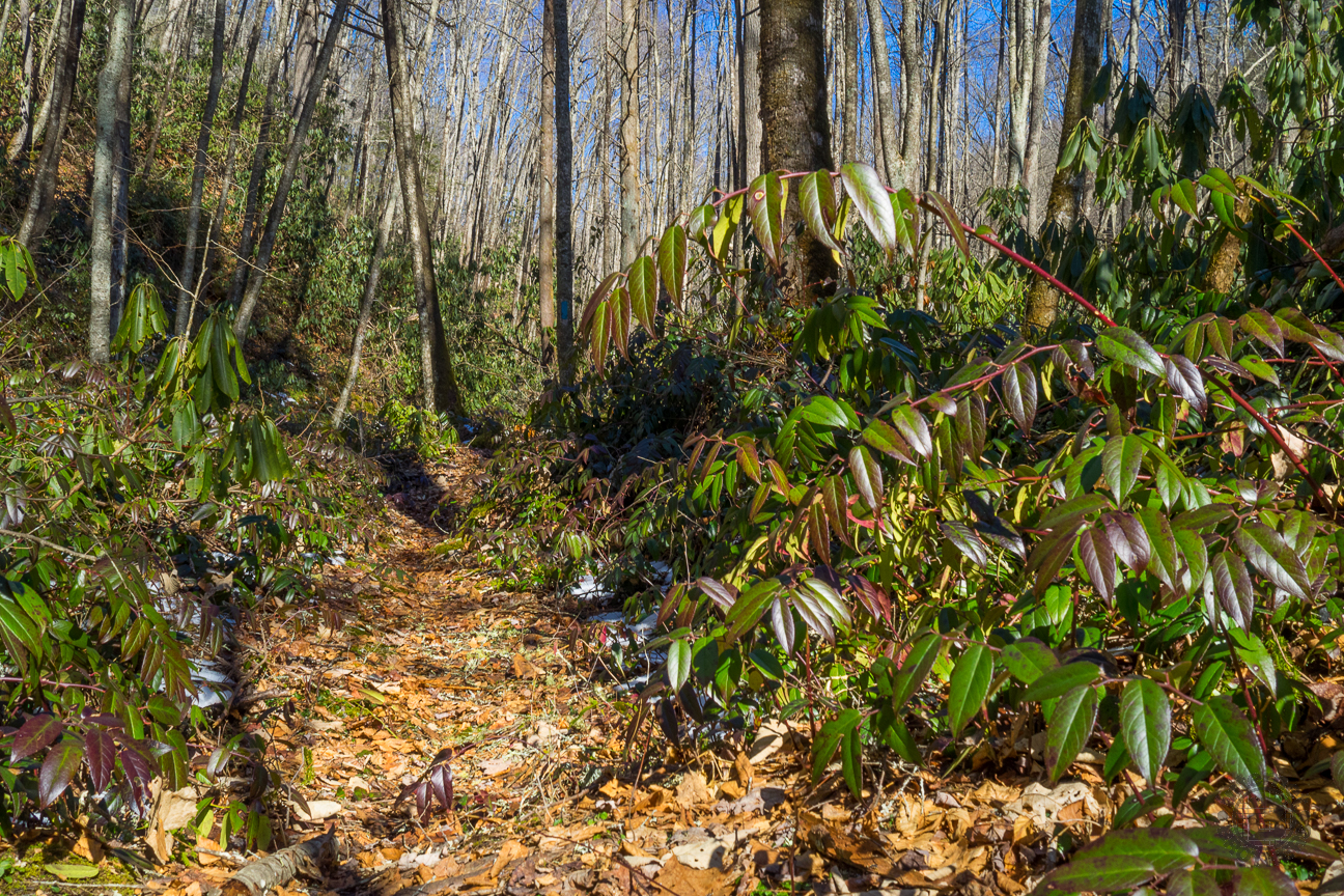 While we hiked the length of the Tennessee Gulf Trail, the air temperature warmed nearly 25 degrees. So on the way back, the snow was becoming slushy, and was even completely melted in some spots like this one. The dog hobble that lined the trail was literally glistening.