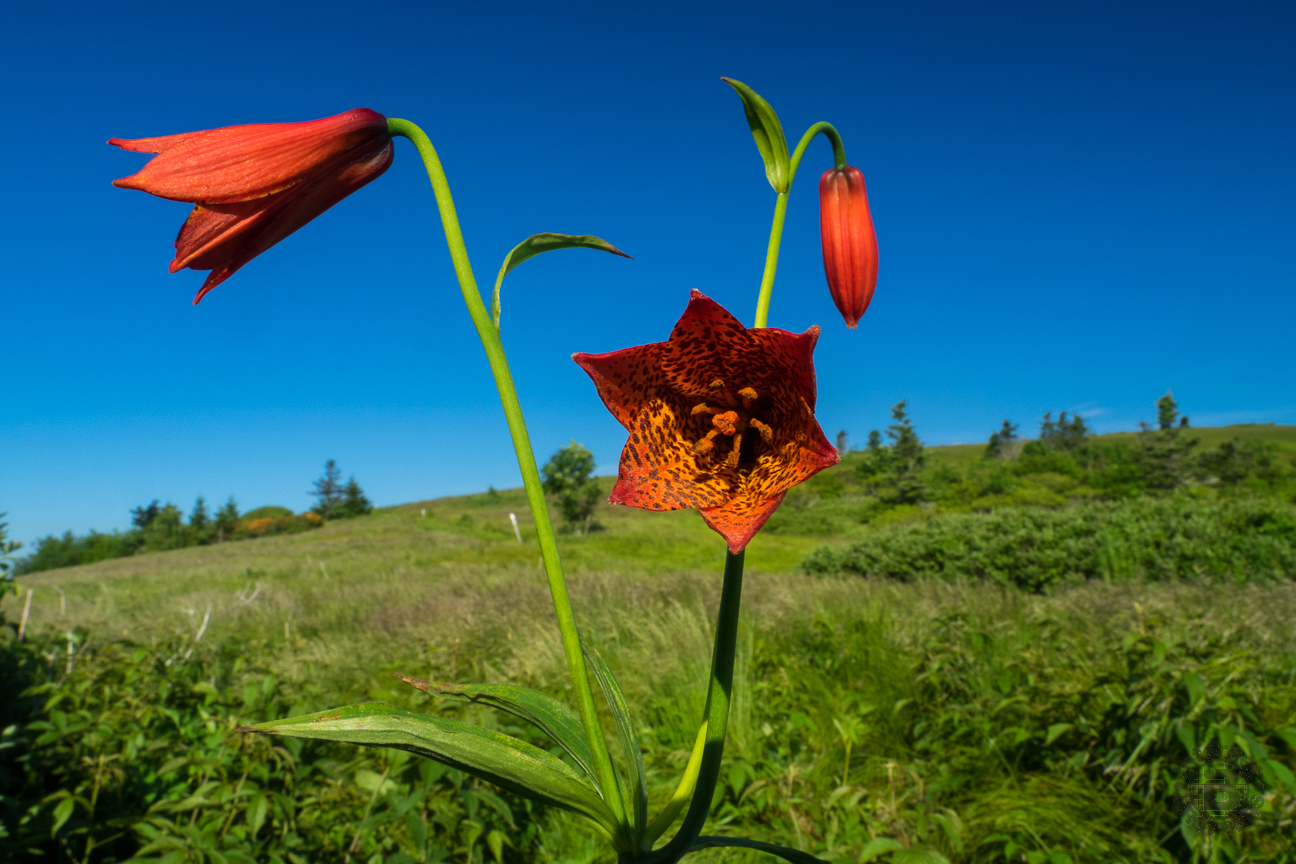 I've been to Roan Highlands for the June flowering three times now. This was my first Grays Lily. I was treated to another before the day was through.