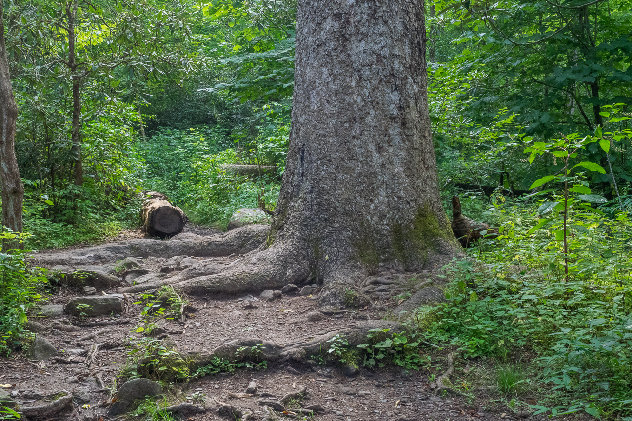 This forest is one of the Nation’s most impressive remnants of old growth. The woods contains magnificent examples of more than 100 tree species, many over 400-years-old, and some more than 20 feet in circumference and 100 feet tall.