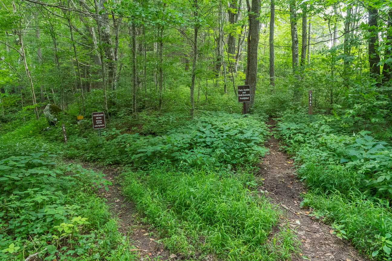This is the trail junction at the end of Forest Road 217H. The trail for this hike is the one on the right, labelled 54A, and named the Bob Bald Connector Trail.