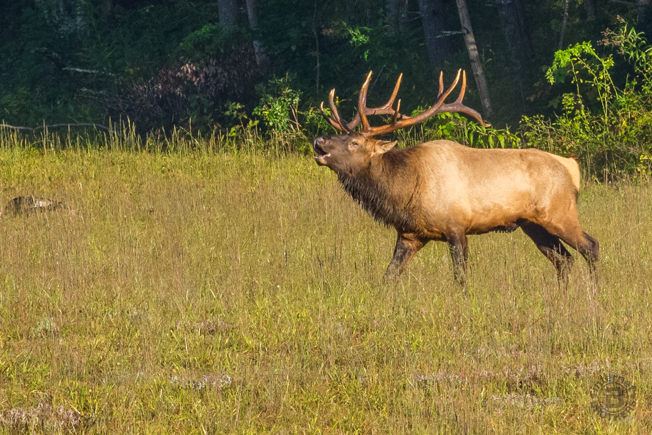 One of Cataloochee's finest, this magnificent creature lets everyone in the valley know that he is the lord over this domain.