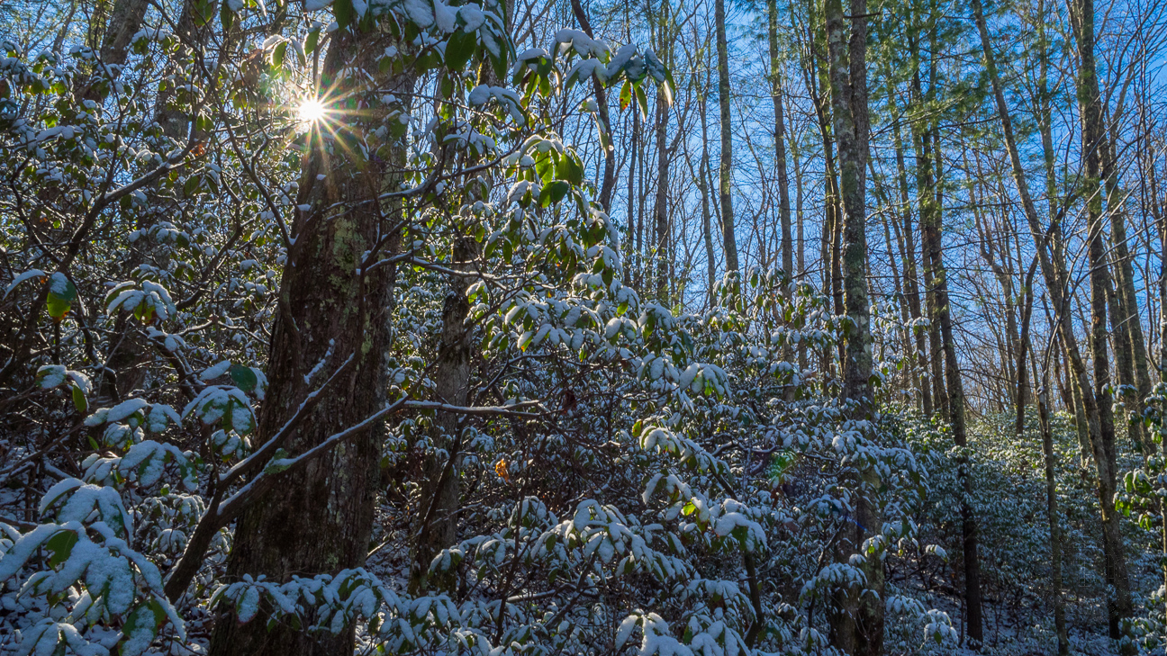 This one photo is a good summary of what the forest was like on this beautiful January day. Snow covered mountain laurel leaves with the morning sun peeking through the tree branches and an azure sky as the backdrop.