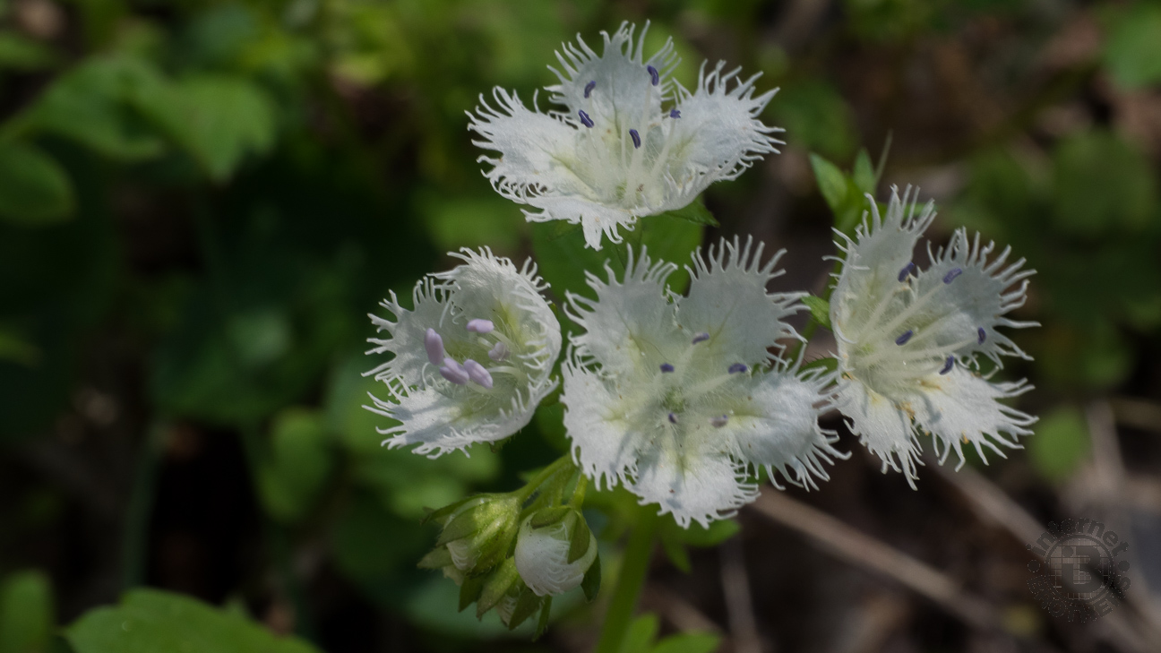 The flower of Fringed Phacelia makes its common name obvious - the five petals are deeply fringed. The lavender anthers can be quite striking. They tend to grow in large colonies, making mountain slopes look almost snow-covered at times like along Porters Creek in the Smokies.