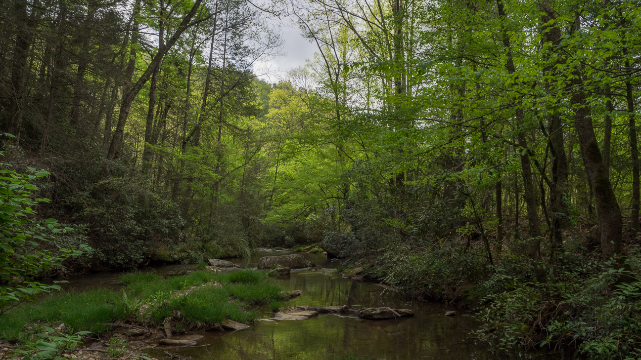 If you take the right fork in the meadow, this is the reward... a delightful view upstream of Cove Creek surrounded by a greening tree canopy.