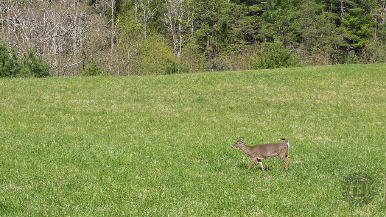 Turkeys and white-tail deer are the most common of the wildlife in Cades Cove. It is almost guaranteed you will see some of each, no matter the season.