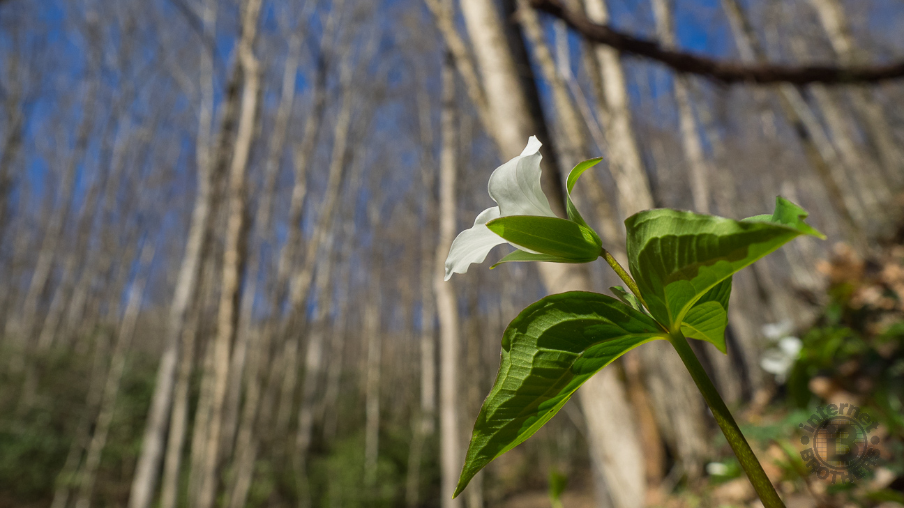 The white trillium was nearly everywhere along Kanati Fork Trail, first appearing near the trailhead, and continuing to bloom well above 4,000 feet.