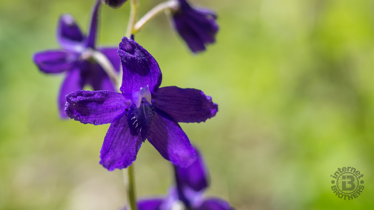 You can't get much more purple than this. Larkspur is but one of a myriad of exotic wildflowers found in the Whiteoak basin.