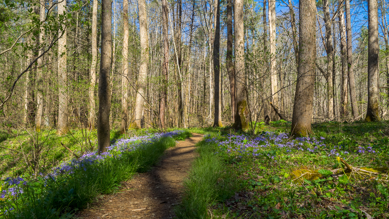 The first quarter mile on the manway is an easy stroll through a lovely forest. You can sense that something special is about to happen as you begin to notice the blue phlox lining the pathway.