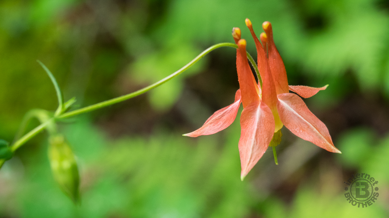 The spurred flowers of the native columbine point upward, with 5 red petals. The underside has numerous yellow stamens.