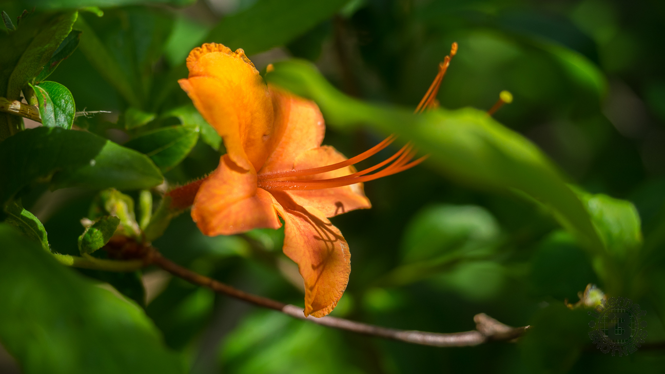 This beautiful native azalea can be found in the North Carolina high country above 5,000 feet throughout the month of June. The flowers are usually bright orange, but can vary from pastel orange to dark reddish-orange.