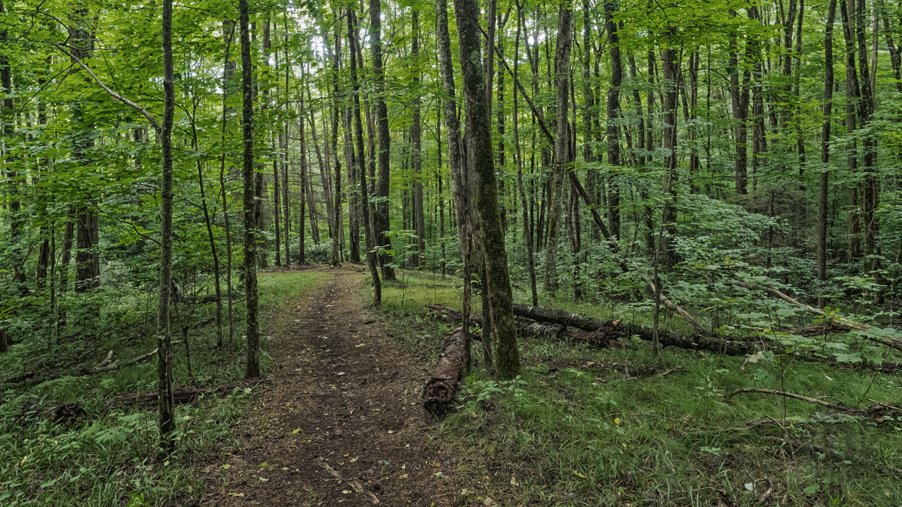 We pulled up a log and enjoyed sammiches and apples, and near complete silence. Correll Branch Cove is a remarkable place. This spur trail in the picture goes to a small clearing.