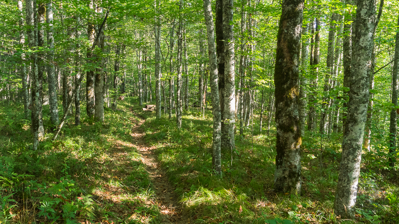 Birch trees line the lower portions of Balsam Mountain Trail.