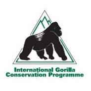 Gorilla Trekking in Uganda: Up Close with Silverbacks