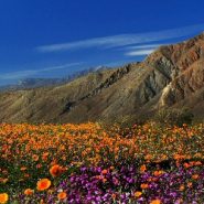 Spectacular bloom expected at Anza Borrego Desert State Park