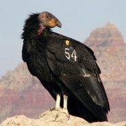 Reintroduction and recovery of the California condor is a success story that spans many parks