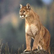 What to do if you encounter a mountain lion while hiking