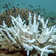 Great Barrier Reef: Two-thirds damaged in ‘unprecedented’ bleaching