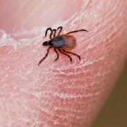 The Risk of Lyme Disease on the Appalachian Trail Is Going to Be High This Year