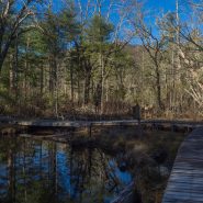 Cradle of Forestry Offers Walks to Beaver Wetland