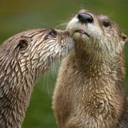 NC Wildlife Success Story:  American River Otter