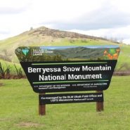 At Berryessa National Monument, Wildflowers and Rebirth