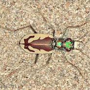 How biologists are working to keep the Great Sand Dunes Tiger Beetle off the endangered species list