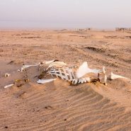 Climate change threatens uninhabitable conditions for the Middle East and North Africa