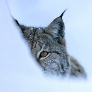 Living  with Lynx in Scotland