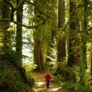 10 Amazing Day Hikes in Olympic National Park
