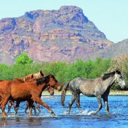 Keep an eye out for Salt River wild horses on this Mesa-area hike